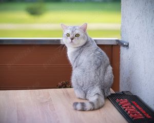 motan british shothair monta - imagine 6