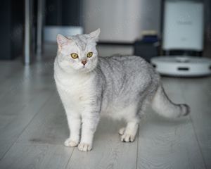 motan british shothair monta - imagine 3