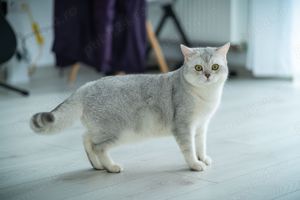 motan british shothair monta - imagine 2