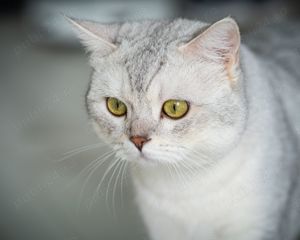 motan british shothair monta - imagine 4