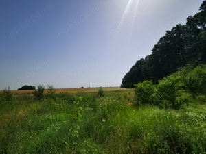 Teren, 8950 mp, langa padure, Intravilan, Magurele, Ilfov, strada Tangentei, cartierul Seismologilor - imagine 3
