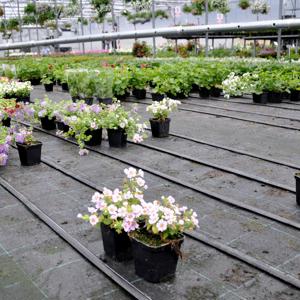 Agrotextil GeoTerra negru sau alb 100g mp - imagine 4