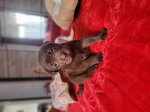 Labrador retriever ciocolatiu  - imagine 4