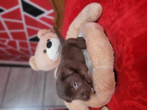 Labrador retriever ciocolatiu  - imagine 5