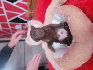 Labrador retriever ciocolatiu