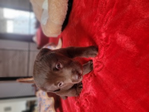 Labrador retriever ciocolatiu  - imagine 2