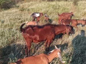 Țap anglonubian  - imagine 3