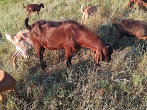 Țap anglonubian  - imagine 4