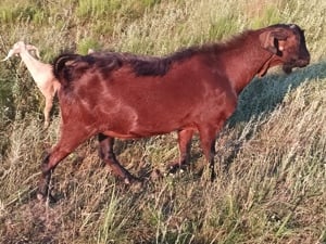 Țap anglonubian  - imagine 2