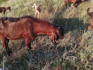 Țap anglonubian  - imagine 5