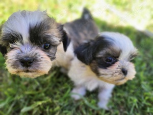 Catelusi rasa Shih-tzu.
