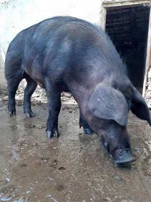 DUROCI disponibili ptr arvunit, CRĂCIUN - imagine 4