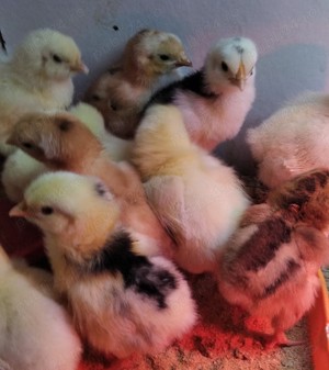 11 puisori Sussex Portelan - imagine 2