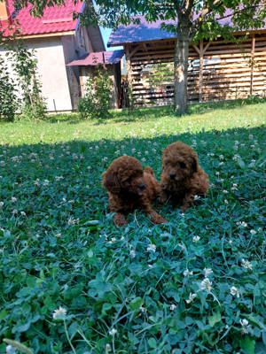 Vand Pudel rosu - imagine 2