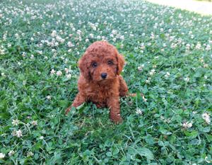 Vand Pudel rosu - imagine 4