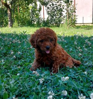 Vand Pudel rosu - imagine 3