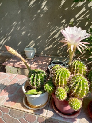 CACTUȘI INFLORITI,FLORI ALBE, ROZ,ROȘII,MODELE DIFERITE,CU SAU FARA PUI  - imagine 2