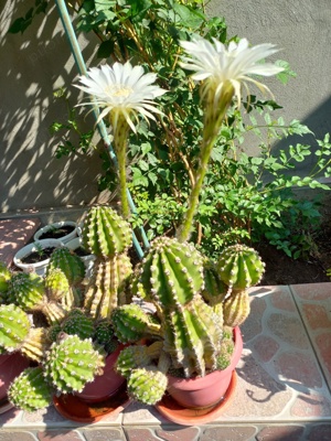 CACTUȘI INFLORITI,FLORI ALBE, ROZ,ROȘII,MODELE DIFERITE,CU SAU FARA PUI  - imagine 3