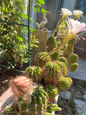 CACTUȘI INFLORITI,FLORI ALBE, ROZ,ROȘII,MODELE DIFERITE,CU SAU FARA PUI  - imagine 4