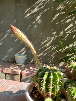 CACTUȘI INFLORITI,FLORI ALBE, ROZ,ROȘII,MODELE DIFERITE,CU SAU FARA PUI  - imagine 5