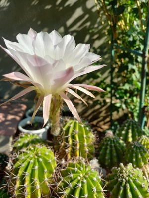 CACTUȘI INFLORITI,FLORI ALBE, ROZ,ROȘII,MODELE DIFERITE,CU SAU FARA PUI  - imagine 8