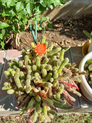 CACTUȘI INFLORITI,FLORI ALBE, ROZ,ROȘII,MODELE DIFERITE,CU SAU FARA PUI  - imagine 7