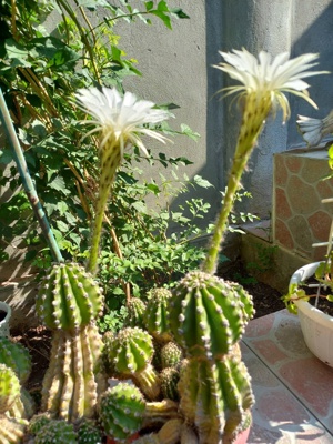 CACTUȘI INFLORITI,FLORI ALBE, ROZ,ROȘII,MODELE DIFERITE,CU SAU FARA PUI  - imagine 9