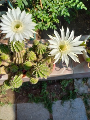 CACTUȘI INFLORITI,FLORI ALBE, ROZ,ROȘII,MODELE DIFERITE,CU SAU FARA PUI  - imagine 6