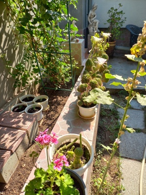 CACTUȘI INFLORITI,FLORI ALBE, ROZ,ROȘII,MODELE DIFERITE,CU SAU FARA PUI  - imagine 10