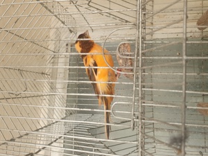 Vand canari - imagine 4 Vand canari - imagine 4