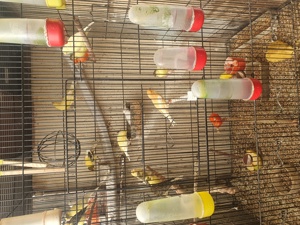 Vand canari - imagine 3 Vand canari - imagine 3