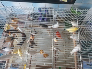 Vand canari - imagine 2 Vand canari - imagine 2