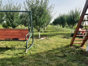 Gradina cu pomi Fructiferi si Casuța de weekend  - imagine 2