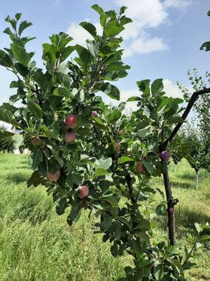 Gradina cu pomi Fructiferi si Casuța de weekend  - imagine 5