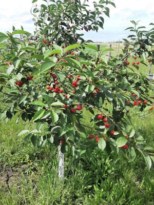 Gradina cu pomi Fructiferi si Casuța de weekend  - imagine 4