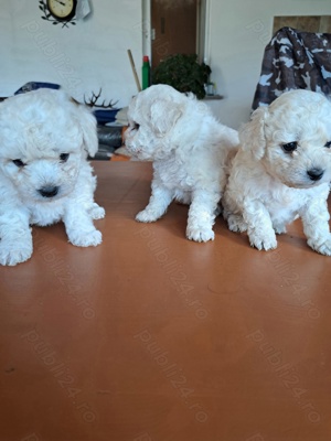 cățeii bichioni - imagine 5