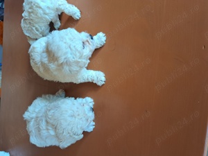 cățeii bichioni - imagine 4