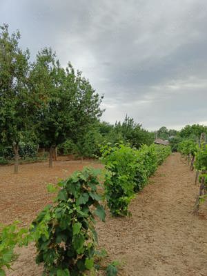 Vând proprietate cu casă bătrânească in com Leu, Dolj. - imagine 2