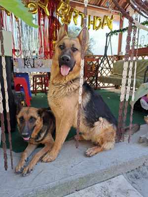 Ciobănesc German câine lup  - imagine 5