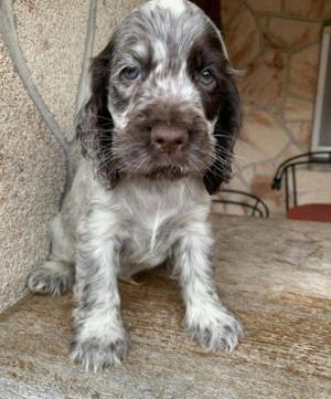 Pui de cocker coker spaniol spaniel tricolor, orange roan liver roan and tan - imagine 9
