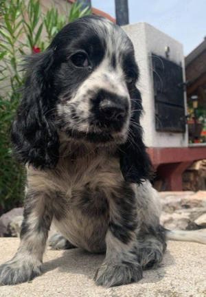 Pui de cocker coker spaniol spaniel tricolor, orange roan liver roan and tan - imagine 10