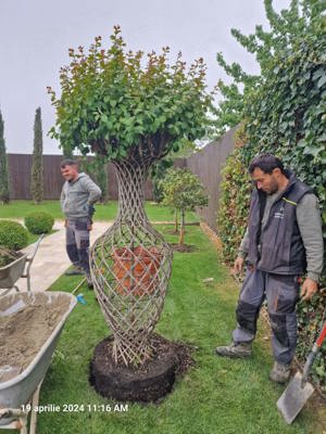 Amenajare spatii verzi , gazon , plante , proiectare - imagine 3