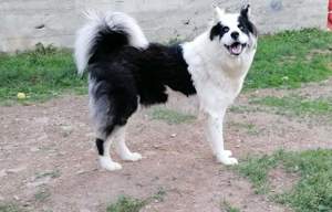 Puiuți de Yakutian Laika din cănise cu pedigree  - imagine 3