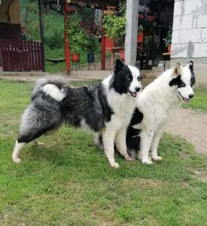 Puiuți de Yakutian Laika din cănise cu pedigree  - imagine 2