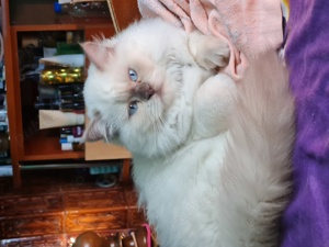 Brithish Longhair  Colorpoint Femela ,ochii albastri 2ani sterilizata