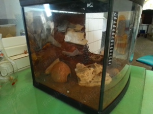 Terariu pentru tarantula, geco etc - imagine 3