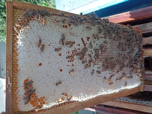 Faguri cu miere poliflora 100 % naturala - imagine 4