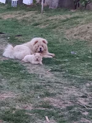 chow chow