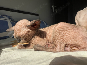 Pisica rasa Sphinx Disponibile - imagine 6 Pisica rasa Sphinx Disponibile - imagine 6