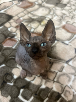 Pisica rasa Sphinx Disponibile - imagine 3 Pisica rasa Sphinx Disponibile - imagine 3